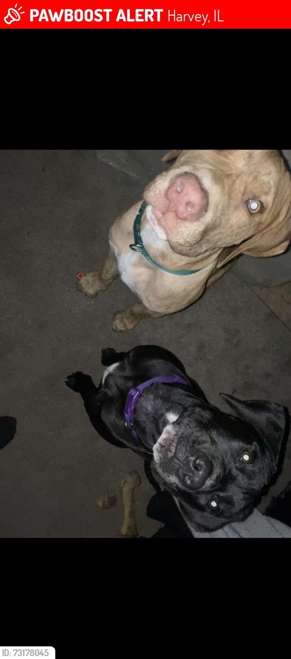 Lost Female Dog last seen Wallace St & e 25th st,Chicago heights,Illinois 60411, Harvey, IL 60426