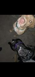 Lost Female Dog last seen Wallace St & e 25th st,Chicago heights,Illinois 60411, Harvey, IL 60426
