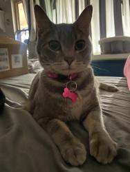 Lost Female Cat last seen winter gardens royal rd, El Cajon, CA 92021
