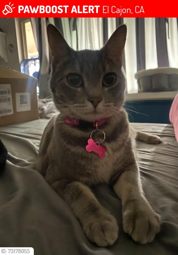 Lost Female Cat last seen winter gardens royal rd, El Cajon, CA 92021