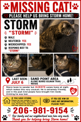Lost Male Cat last seen Burke Gilman trail near metropolitan market, Seattle, WA 98105