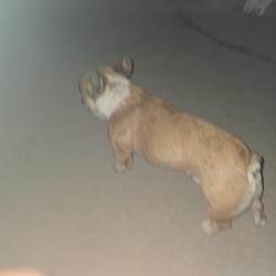 Found/Stray Male Dog last seen Main st, Lake Elsinore, CA 92530