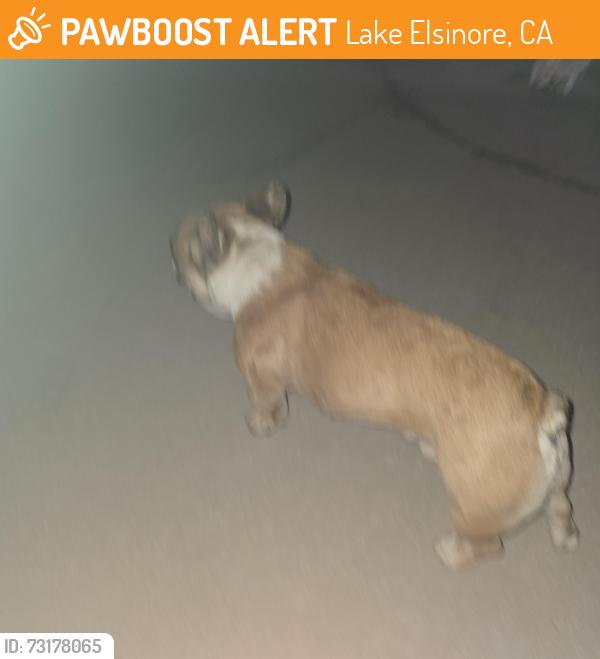 Found/Stray Male Dog last seen Main st, Lake Elsinore, CA 92530