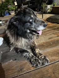 Found/Stray Female Dog last seen Pine & new saint francis, Mobile, AL 36604