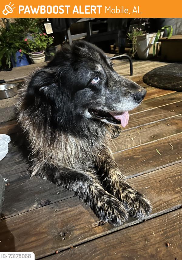 Found/Stray Female Dog last seen Pine & new saint francis, Mobile, AL 36604