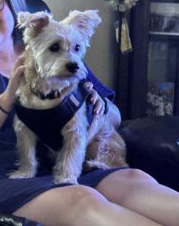 Reunited Male Dog last seen Island and R st, Los Angeles, CA 90744