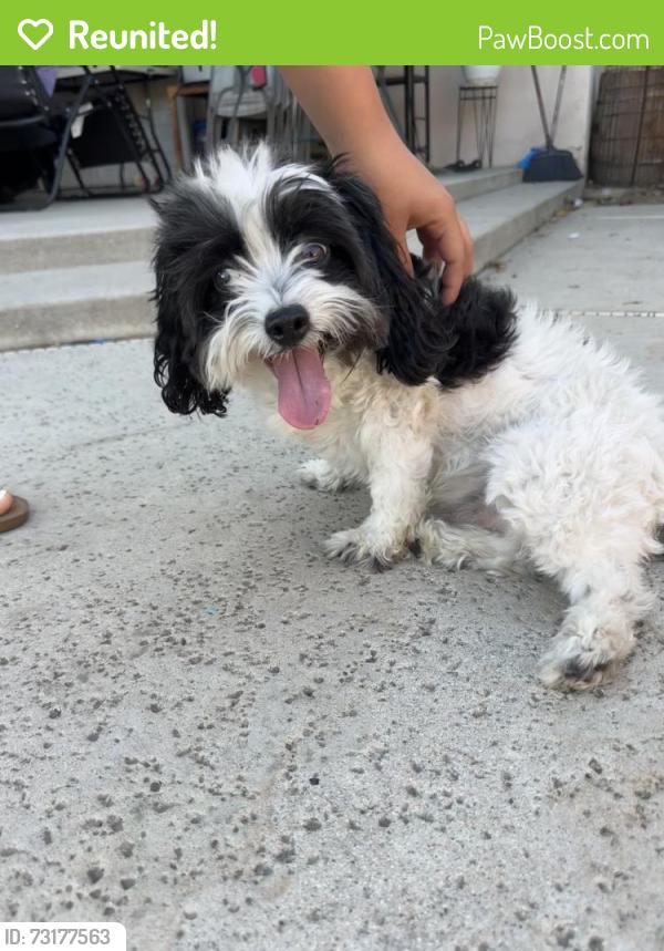 Reunited Male Dog last seen N Valencia Avenue san bernardino, San Bernardino, CA 92404