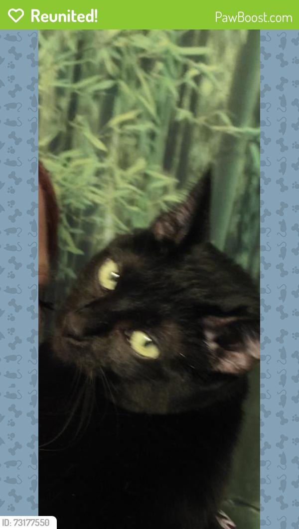 Reunited Female Cat last seen Shoreline amd Willow, Alameda, CA 94501