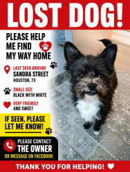 Lost Male Dog last seen Sanders st, Houston, TX 77028