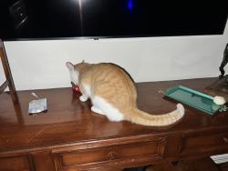 Reunited Male Cat last seen W Dallas and Waugh Dr, Houston, TX 77019