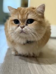 Lost Male Cat last seen Fontaine Pl and Sugargum, Rancho Cucamonga, CA 91739