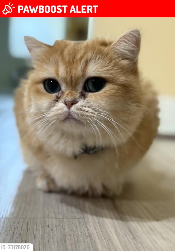 Lost Male Cat last seen Fontaine Pl and Sugargum, Rancho Cucamonga, CA 91739