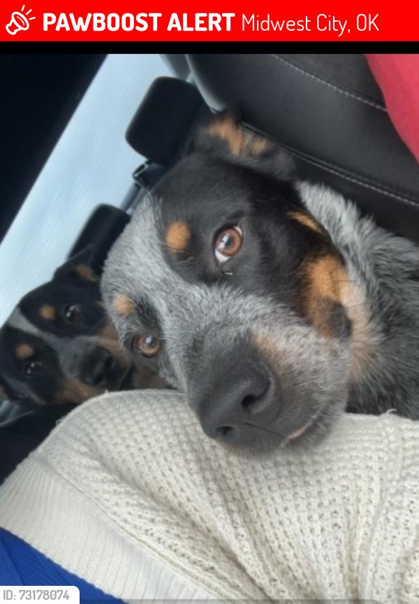 Lost Male Dog last seen Reno Swims & Slides, Midwest City, OK 73110