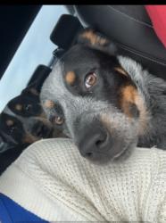 Lost Male Dog last seen Reno Swims & Slides, Midwest City, OK 73110