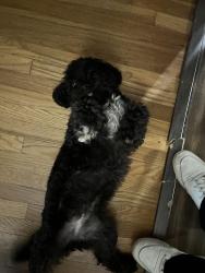 Reunited Female Dog last seen Krameria and Newbridge, Riverside, CA 92508
