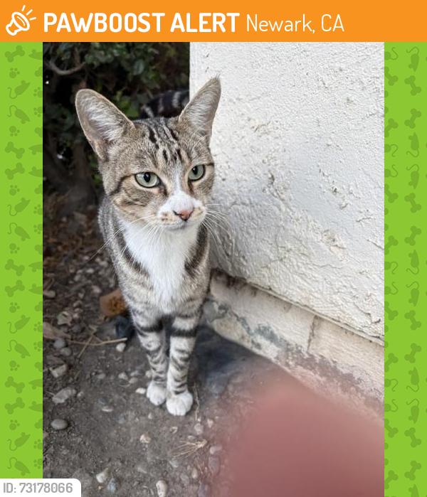 Found/Stray Male Cat last seen Newark, ca, Newark, CA 94560