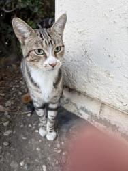 Found/Stray Male Cat last seen Newark, ca, Newark, CA 94560