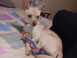 Lost Female Dog last seen Ledbetter @ Wadsworth, Ledbetter, TX 78946