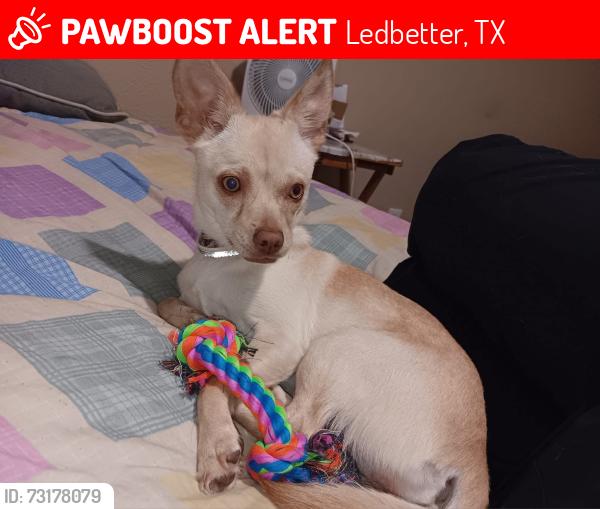 Lost Female Dog last seen Ledbetter @ Wadsworth, Ledbetter, TX 78946