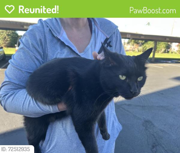 Reunited Unknown Cat last seen Sands apmts, Mesa, AZ 85213