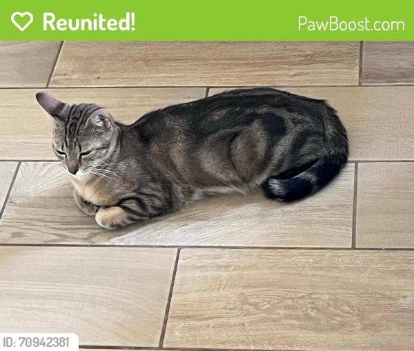 Reunited Female Cat last seen Near Ave and Northern, Glendale, AZ 85307