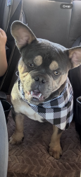 Lost Male Dog last seen Nyack, Phelan, CA 92371