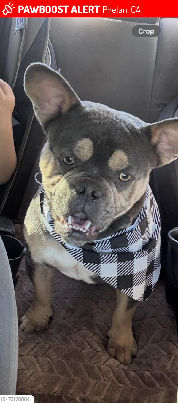 Lost Male Dog last seen Nyack, Phelan, CA 92371