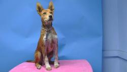 Shelter Stray Male Dog last seen , 216 W Victoria St, Gardena, CA 90248, USA