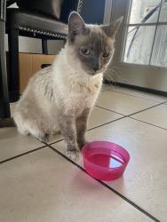 Reunited Female Cat last seen Corona Ave, Ontario, CA 91764