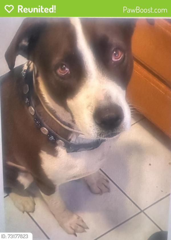 Reunited Male Dog last seen Rangewood and bluebell, Menifee, CA 92586