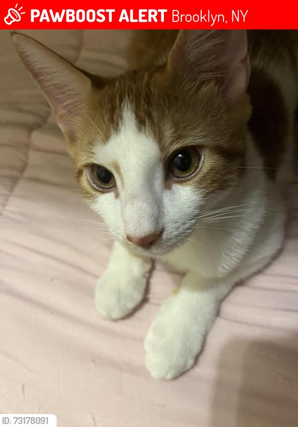 Lost Male Cat last seen Near highland blv, Brooklyn, NY 11207