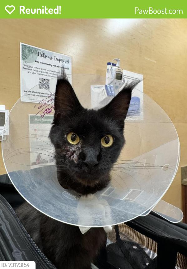 Reunited Female Cat last seen Remond Court NE, Renton, WA 98059