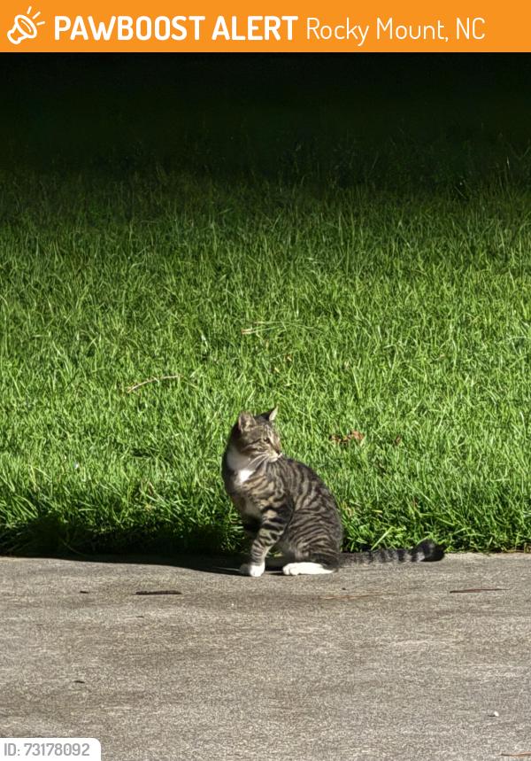 Found/Stray Male Cat last seen Stonewall manor, Rocky Mount, NC 27804