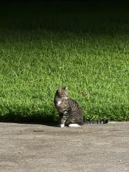 Found/Stray Male Cat last seen Stonewall manor, Rocky Mount, NC 27804