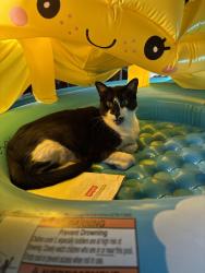Reunited Male Cat last seen Glen Cove Dr and Newhope St, Garden Grove, CA 92843