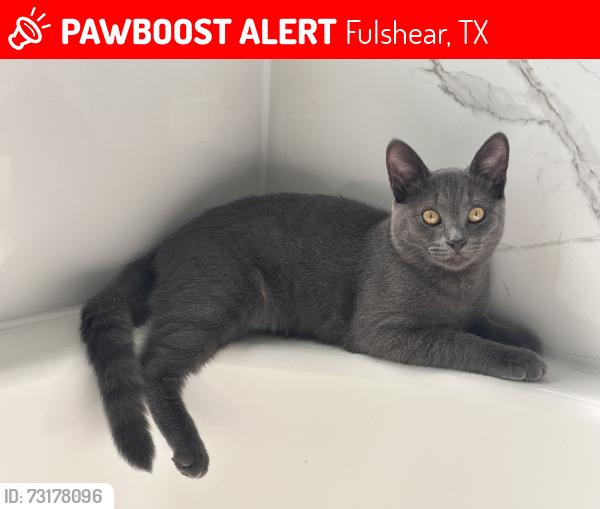 Lost Male Cat last seen Tamarron point, Fulshear, TX 77423