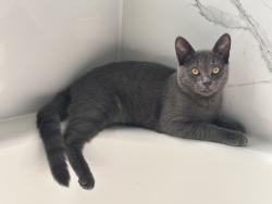 Lost Male Cat last seen Tamarron point, Fulshear, TX 77423