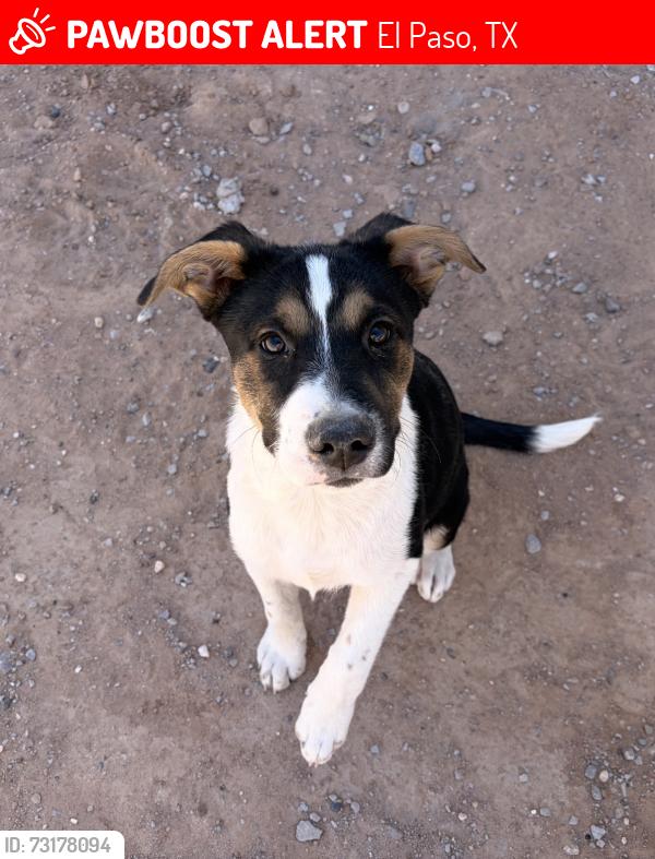 Lost Male Dog last seen Ben dowell way 79934, El Paso, TX 79934