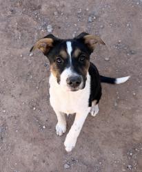 Lost Male Dog last seen Ben dowell way 79934, El Paso, TX 79934