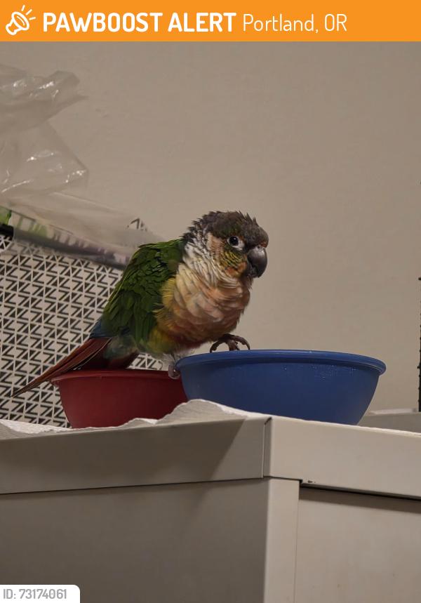 Found/Stray Unknown Bird last seen Beaverton transit center, Portland, OR 97207