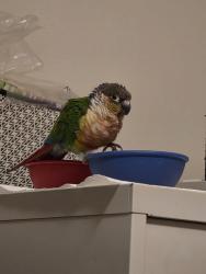 Found/Stray Unknown Bird last seen Beaverton transit center, Portland, OR 97207