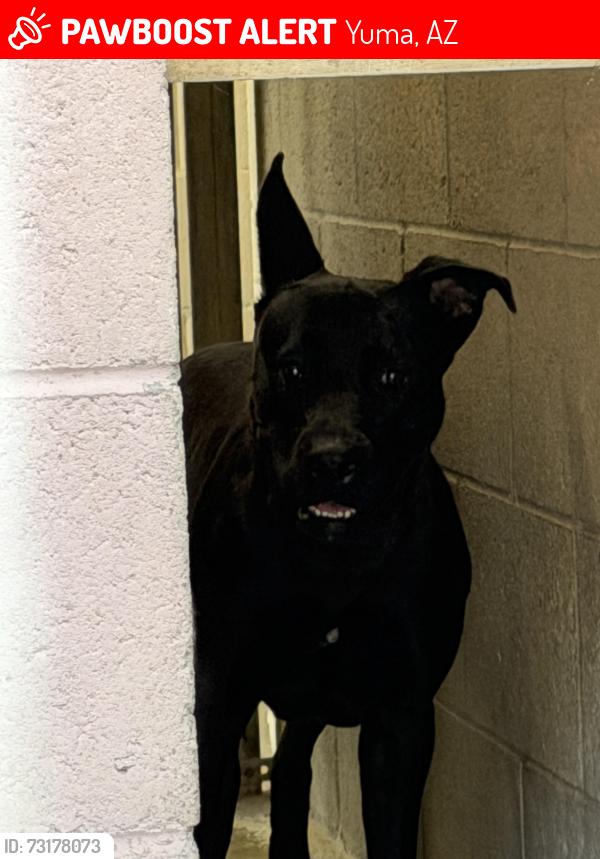 Lost Female Dog last seen 39th and 7 1/2 ave, Yuma, AZ 85365