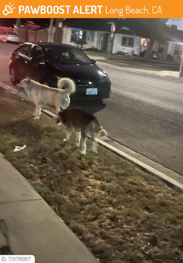 Found/Stray Unknown Dog last seen Harbor ave, Long Beach, CA 90810