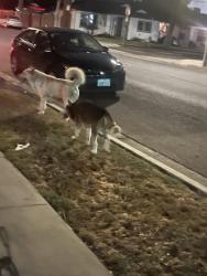 Found/Stray Unknown Dog last seen Harbor ave, Long Beach, CA 90810