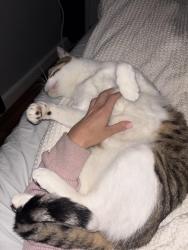 Reunited Male Cat last seen Hilltop Road, Old Road, Pigeon Hill Road, Weston, MA 02493