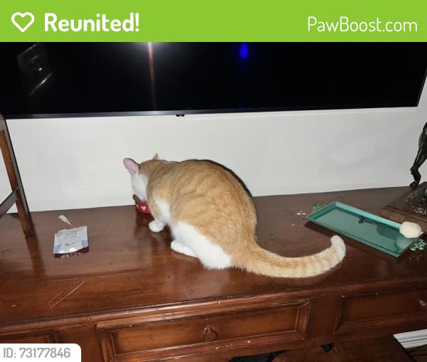 Reunited Male Cat last seen W Dallas and Waugh Dr, Houston, TX 77019