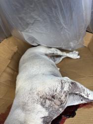 Found/Stray Female Dog last seen Market St, San Diego, CA 92114