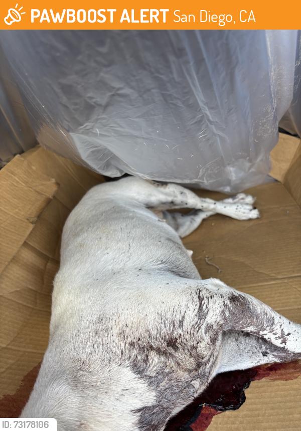 Found/Stray Female Dog last seen Market St, San Diego, CA 92114