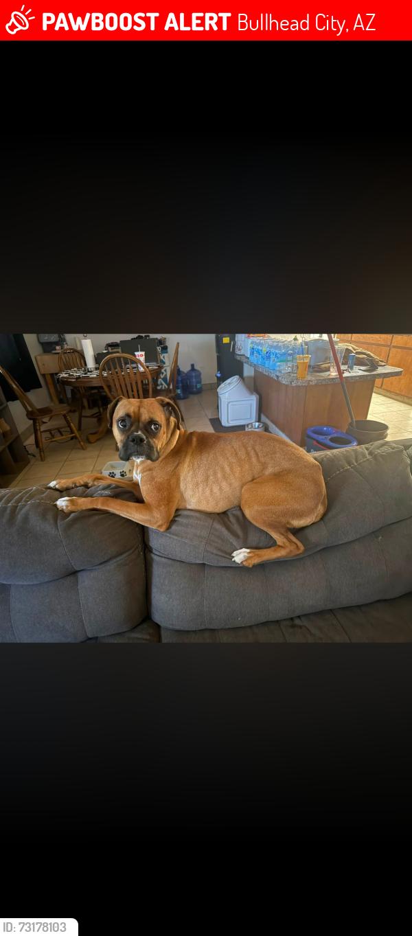 Lost Female Dog last seen Camp Mohave & Calle amigo, Bullhead City, AZ 86426