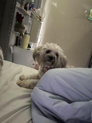 Reunited Female Dog last seen Saint Catherine and Waterford by Mccluer North High School, Florissant, MO 63033
